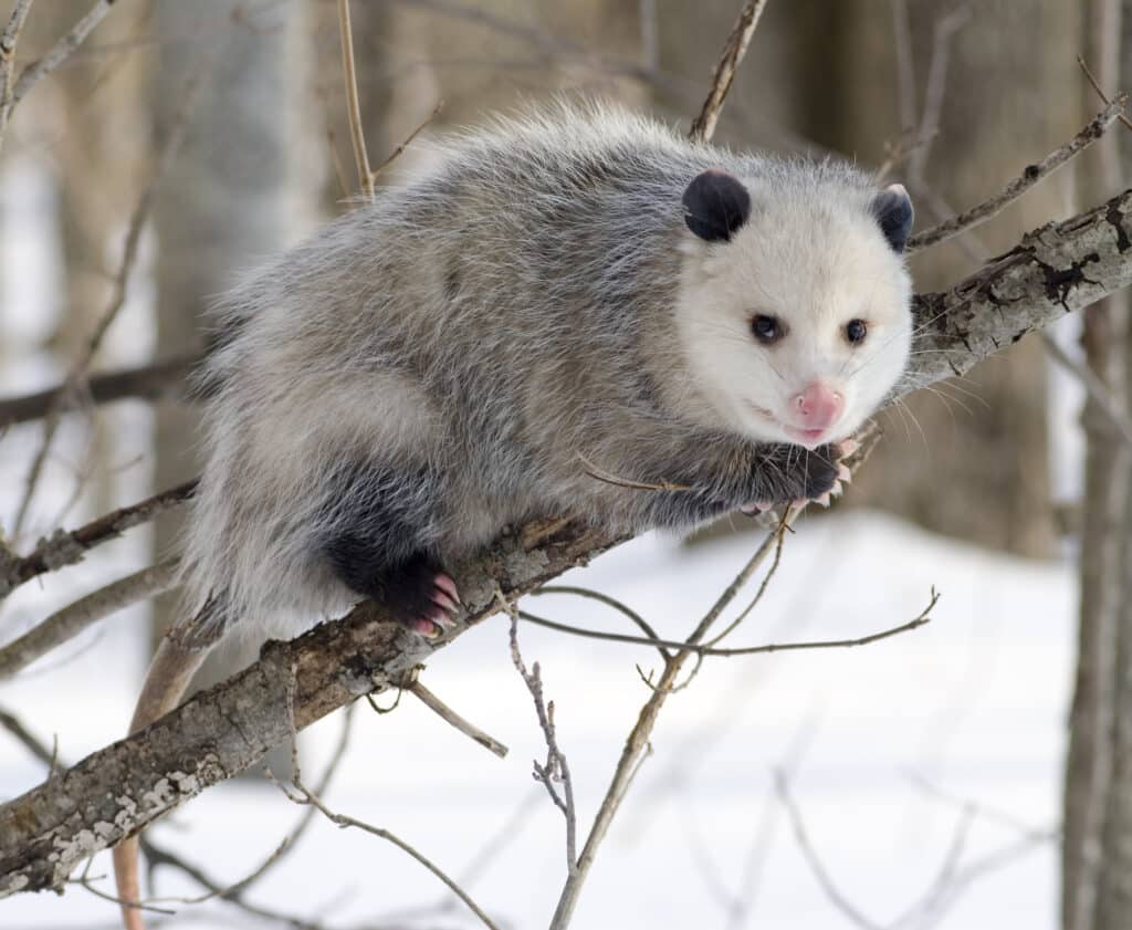 Opossum in the snow